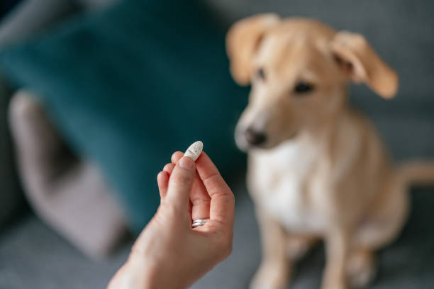 Lợi ích của việc nuôi thú cưng đối với sức khỏe tinh thần